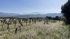 la vue des vignes de Vinsobres
